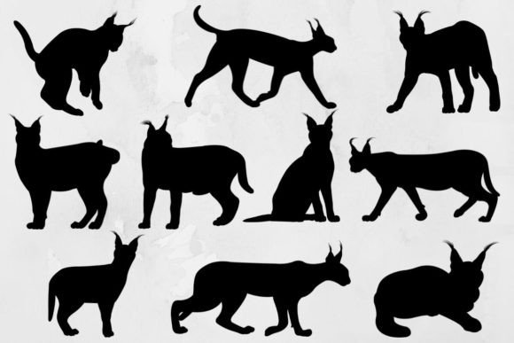 Wild Caracal Cat Svg Bundle Review